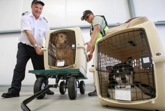 pets-on-a-plane